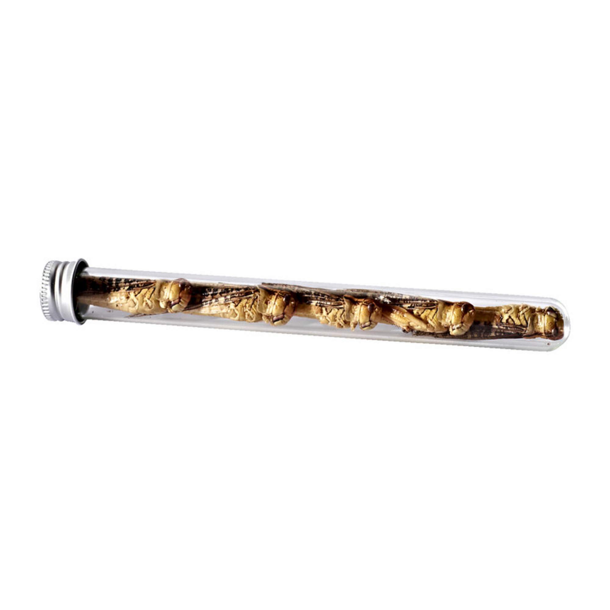 Snack-Insects SAUTERELLE