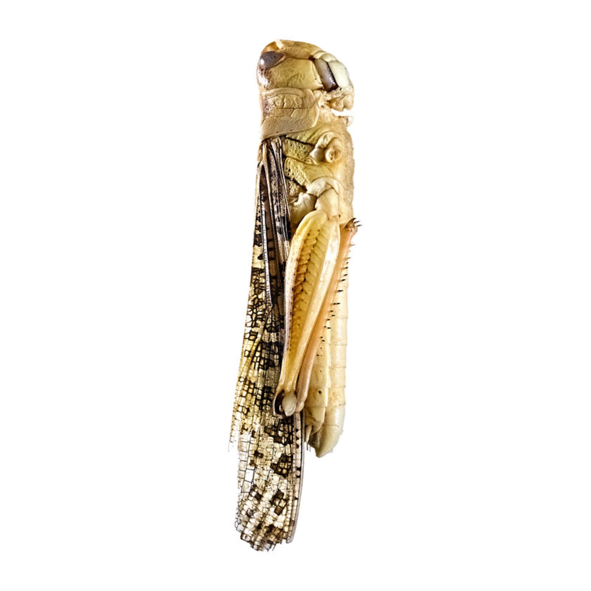 Snack-Insects SAUTERELLE