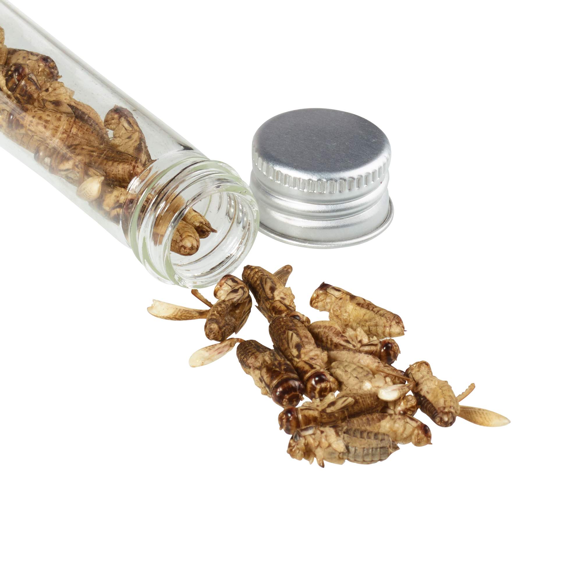Snack-Insects GRILLON