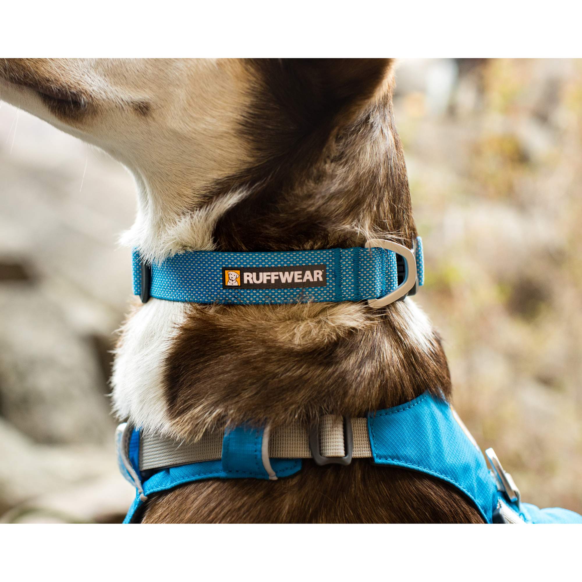 Ruffwear HI & LIGHT COLLAR - Hundezubehör Ruffwear HI & LIGHT COLLAR - Hundezubehör
