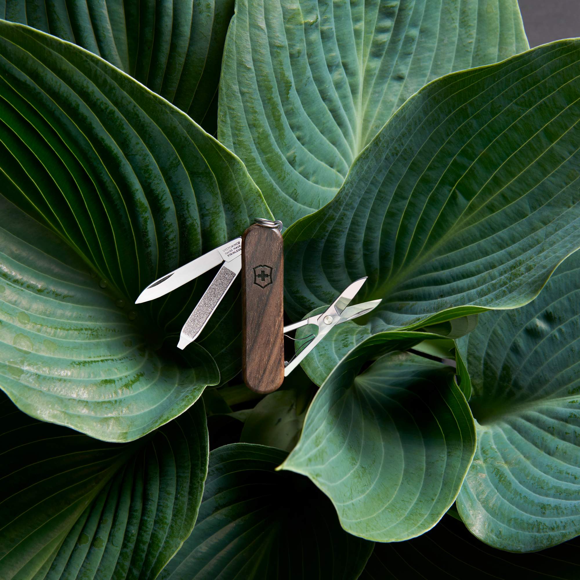 Victorinox CLASSIC SD WOOD - Schweizer Taschenmesser