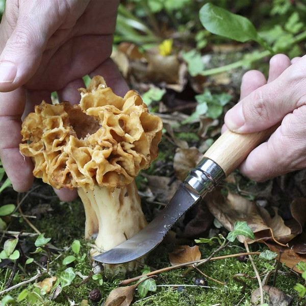 Opinel NO 08 PILZMESSER MIT BÜRSTE, BLISTER - Klappmesser Ansicht 5