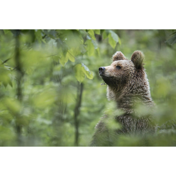 URSUS BRENTA - DIE RÜCKKEHR DER BÄREN IN DIE ALPEN - Bildband Ansicht 4