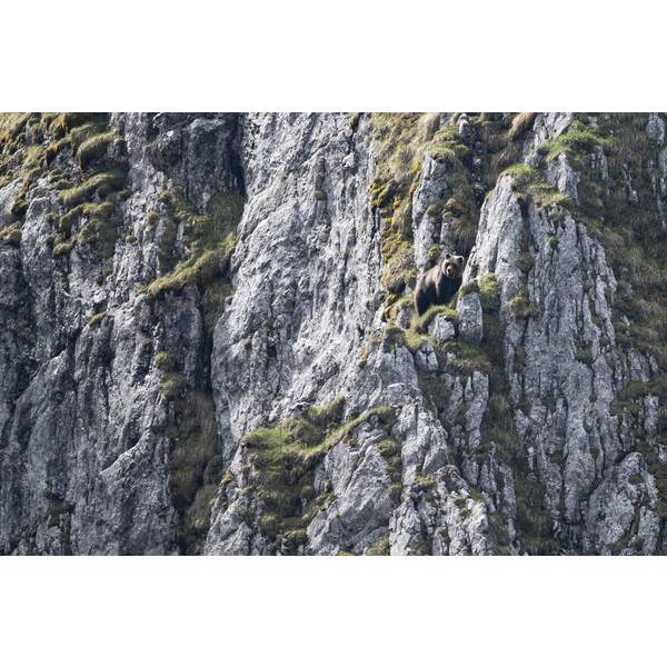 URSUS BRENTA - DIE RÜCKKEHR DER BÄREN IN DIE ALPEN - Bildband Ansicht 3