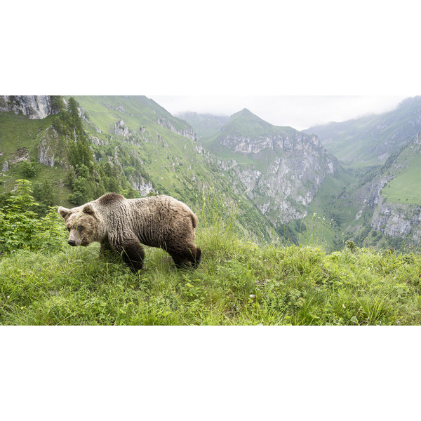 URSUS BRENTA - DIE RÜCKKEHR DER BÄREN IN DIE ALPEN - Bildband Ansicht 2