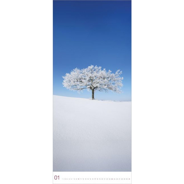 BÄUME 2027 - Kalender Ansicht 2