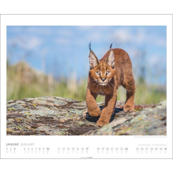 AFRICAN WILDLIFE KALENDER 2027 Ansicht 2