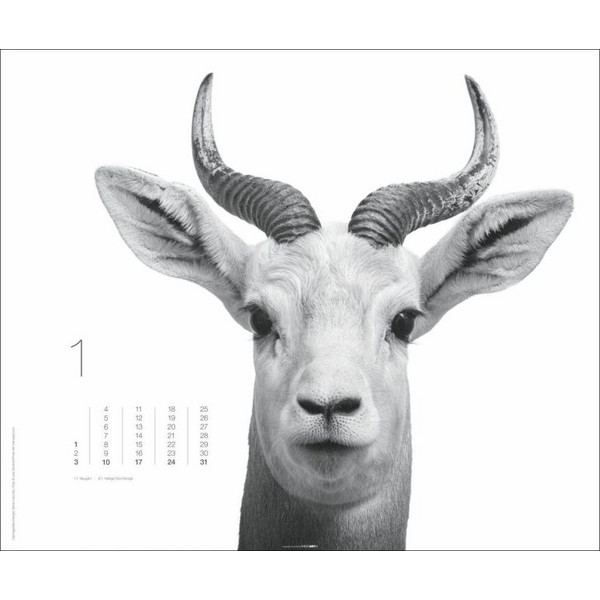 BLACK & WHITE ANIMALS 2027 - Kalender Ansicht 2