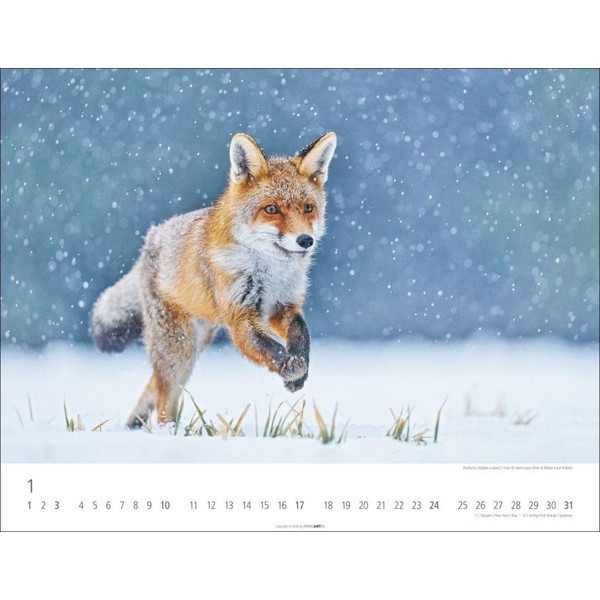 HEIMISCHE WILDTIERE KALENDER 2027 Ansicht 2