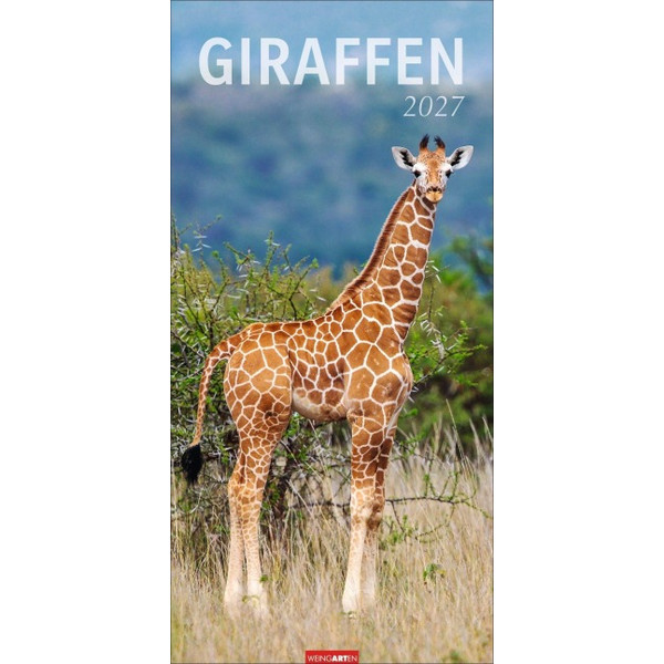 GIRAFFEN KALENDER 2027 Ansicht 1