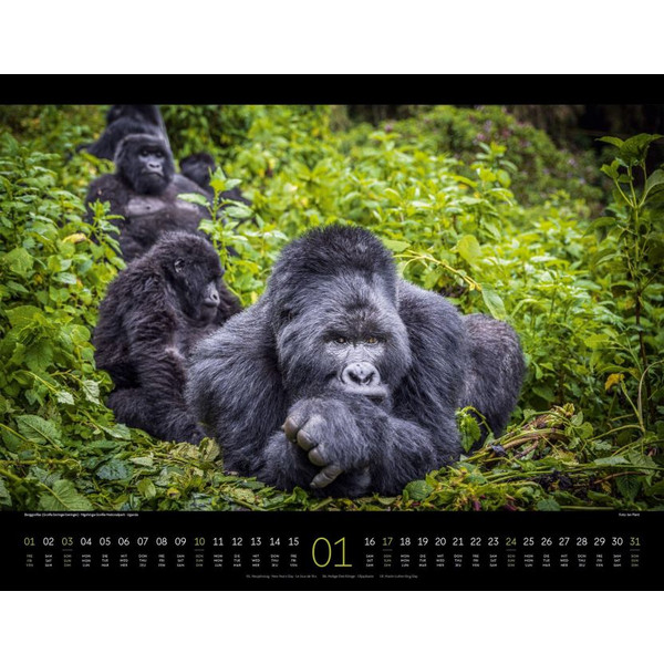 WILDES AFRIKA KALENDER 2027 Ansicht 2