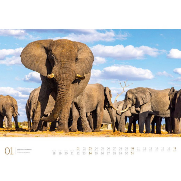 AFRIKA GALLERY KALENDER 2027 Ansicht 2