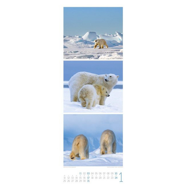 TIERWELTEN TRIPLET-KALENDER 2027 Ansicht 2